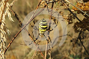 Wasp spider in the garden, closeup