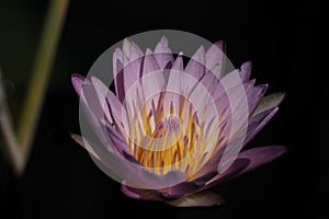 Closeup of beautiful water lily