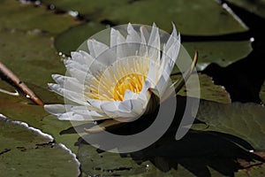 Closeup of beautiful water lily
