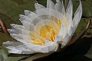 Closeup of beautiful water lily