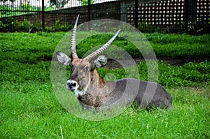 Closeup of a beautiful waterbuck animal resting on the green grasses in the field. Defassa water buck from the family Bovidae