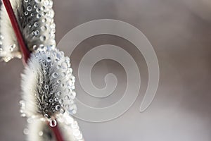 Closeup of beautiful waterdrops on a willow branch with blurred background