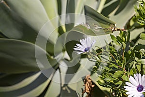 Closeup of beautiful white African daisy flowers in a summer garden