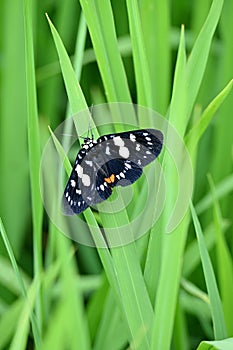 closeup the beautiful white black color butterfly hold on the green paddy plant leaf soft focus natural green background