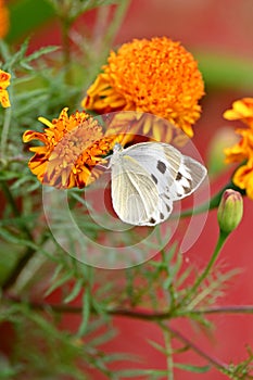 closeup the beautiful white black color butterfly hold on the marigold flower with plant soft focus natural green brown background