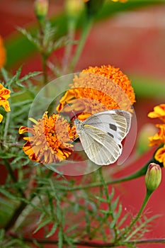 closeup the beautiful white black color butterfly hold on the marigold flower with plant soft focus natural green red background