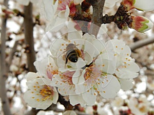 Closeup of beautiful white blossoms and a bee on a tree during spring