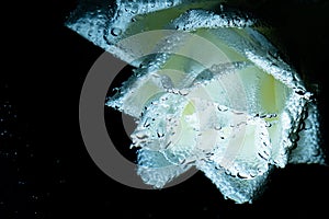 Closeup beautiful white and blue rose with water drops. white rose flower macro in bubbles on a black background. Drop