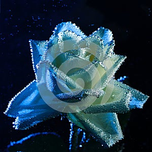 Closeup beautiful white and blue rose with water drops. white rose flower macro in bubbles on a black background. Drop