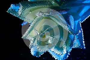 Closeup beautiful white and blue rose with water drops. white rose flower macro in bubbles on a black background. Drop