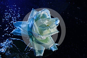 Closeup beautiful white and blue rose with water drops. white rose flower macro in bubbles on a black background. Drop