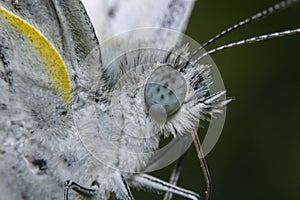 Closeup a beautiful white butterfly face on the flower help pollination the plants
