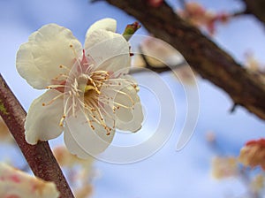 Closeup white blossoms cherry blossoms , macro image sweet color