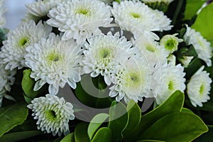 Closeup of beautiful white chrysanthemum flowers in full bloom with green leaves. Also called mums or chrysanths.