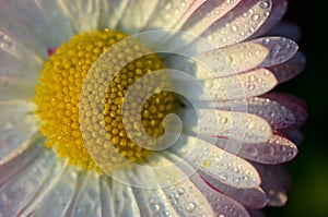 Closeup of beautiful white daisy