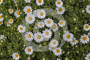 Closeup of beautiful white daisy flowers