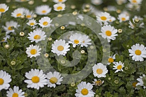 Closeup of beautiful white daisy flowers