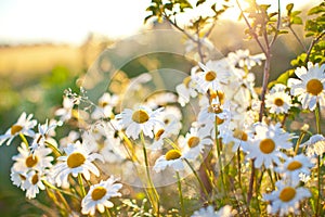 Detailné z krásny biely sedmokráska kvety 