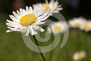 Closeup of beautiful white daisy flowers