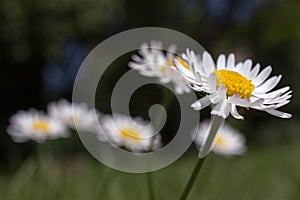 Closeup of beautiful white daisy flowers