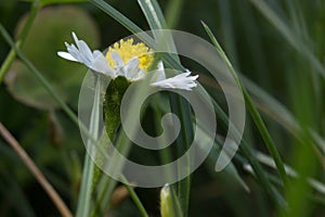 Closeup of beautiful white daisy flowers