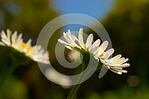 Closeup of beautiful white daisy flowers with a blue sky.