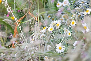 Closeup of beautiful white daisy flowers.Field of white daisy flowers