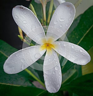 Closeup of beautiful white flower blooming in green leaves plant growing in rainy season, nature photography, gardening background