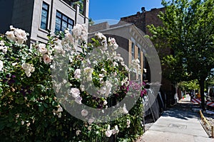 Beautiful White Flowers along a Residential Sidewalk in Lincoln Park Chicago during Summer