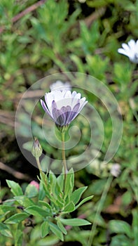 Closeup of Beautiful white flowers of Dimorphotheca pluvialis also known as Cape rain daisy, marigold, Weather prophet, White