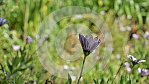 Closeup of Beautiful white flowers of Dimorphotheca pluvialis also known as Cape rain daisy, marigold, Weather prophet, White