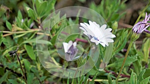 Closeup of Beautiful white flowers of Dimorphotheca pluvialis also known as Cape rain daisy, marigold, Weather prophet, White