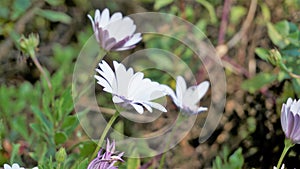 Closeup of Beautiful white flowers of Dimorphotheca pluvialis also known as Cape rain daisy, marigold, Weather prophet, White