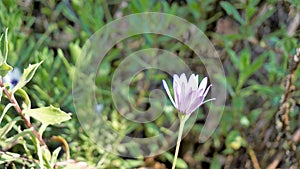 Closeup of Beautiful white flowers of Dimorphotheca pluvialis also known as Cape rain daisy, marigold, Weather prophet, White