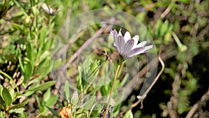 Closeup of Beautiful white flowers of Dimorphotheca pluvialis also known as Cape rain daisy, marigold, Weather prophet, White