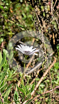 Closeup of Beautiful white flowers of Dimorphotheca pluvialis also known as Cape rain daisy, marigold, Weather prophet, White