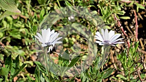 Closeup of Beautiful white flowers of Dimorphotheca pluvialis also known as Cape rain daisy, marigold, Weather prophet, White