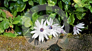 Closeup of Beautiful white flowers of Dimorphotheca pluvialis also known as Cape rain daisy, marigold, Weather prophet, White