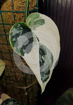 Closeup of a beautiful white and green highly variegated leaf of Scindapsus Mayari, a rare and popular shingling houseplant photo