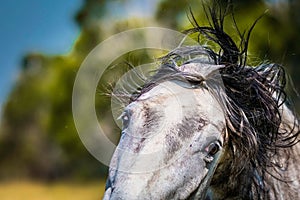 Closeup of a beautiful white horse's face with its hair moving in the wind looking at the camera