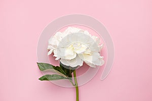 Closeup of beautiful white peony flower in vase on pink background with copy space, holiday and birthday concept