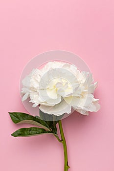 Closeup of beautiful white peony flower in vase on pink background with copy space, holiday and birthday concept