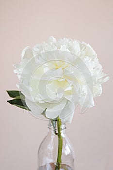 Closeup of beautiful white peony flower in vase on pink pastel background with copy space