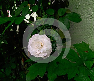 Closeup of beautiful white rose blooming in branch of green leaves plant in garden, nature photography, gardening background