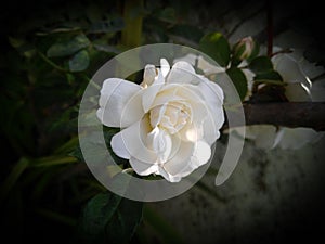 Closeup of beautiful white rose flower blooming in branch of green leaves plant growing in garden, nature photography