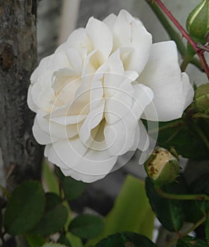 Closeup of beautiful white rose flower blooming in branch of green leaves plant growing in garden, nature photography