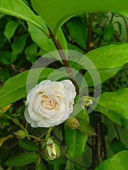 Closeup of beautiful white rose flower blooming in branch of green leaves plant, nature photography, gardening background