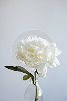 Closeup of beautiful white rose flower in vase on grey background with copy space