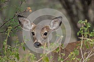 Closeup of beautiful white tail deer in the field