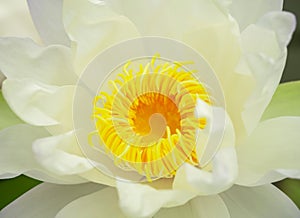 Closeup beautiful white waterlily or lotus flower, yellow polline